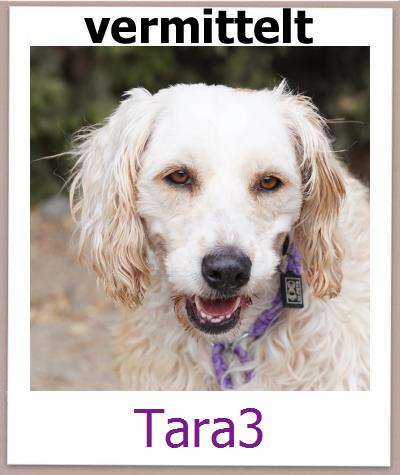 Tara3 Tierschutz Zypern Hund prof