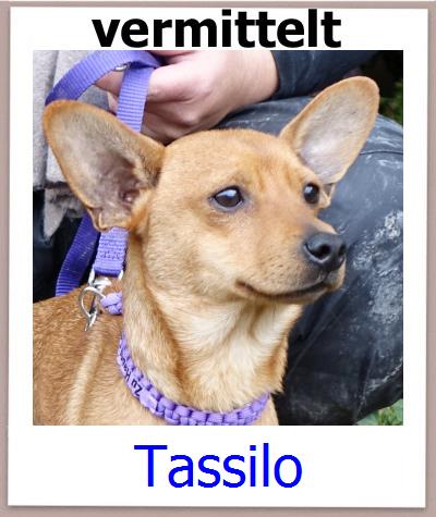 Tassilo Tierschutz Zypern Hund prof