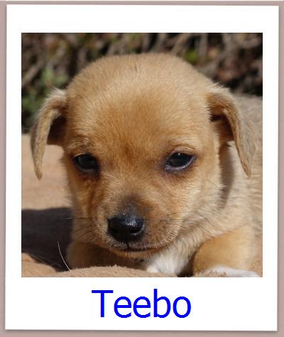Teebo Tierschutz Zypern Hund prof