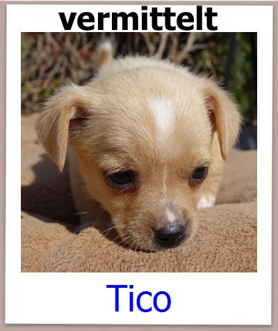 Tico Tierschutz Zypern Hund prof