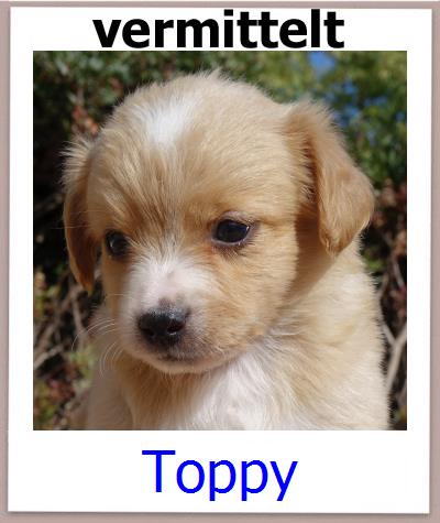 Toppy Tierschutz Zypern Hund prof
