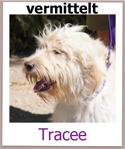 Tracee Tierschutz Zypern Hund prof