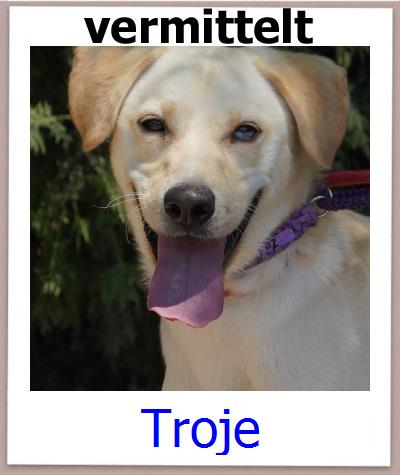 Troje Tierschutz Zypern Hund prof