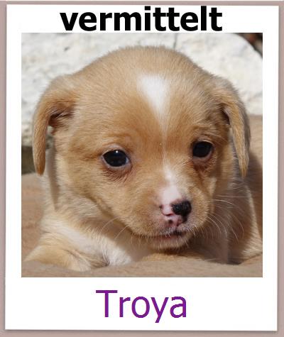Troya Tierschutz Zypern Hund prof