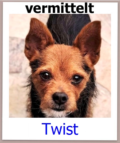 Twist Tierschutz Zypern Hund prof