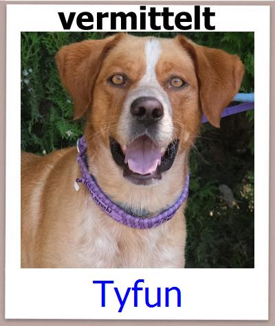 Tyfun Tierschutz Zypern Hund prof