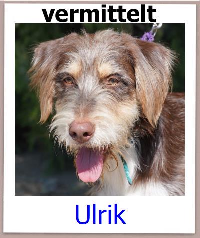 Ulrik Tierschutz Zypern Hund prof