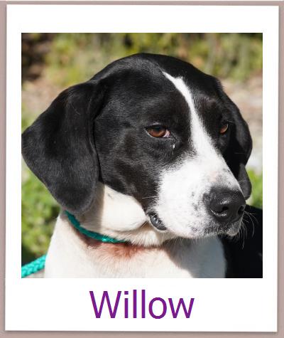 Willow Tierschutz Zypern Hund prof