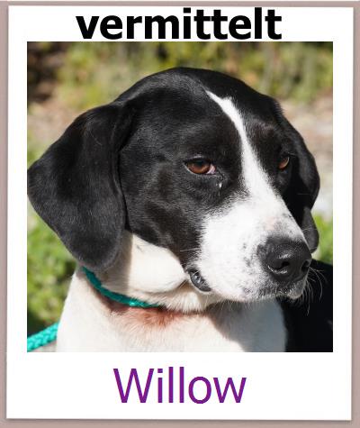 Willow Tierschutz Zypern Hund prof