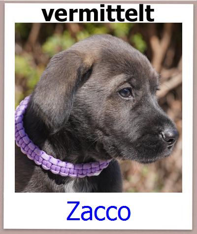 Zacco Tierschutz Zypern Hund prof