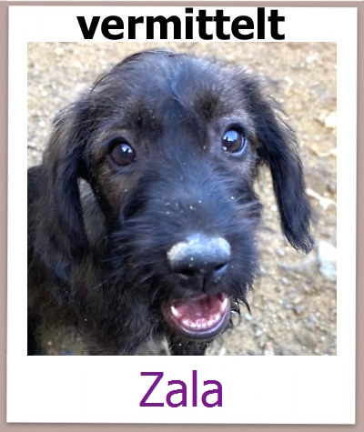 Zala Tierschutz Zypern Hund prof