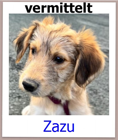 Zazu Tierschutz Zypern Hund prof