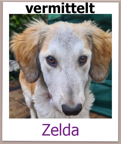 Zelda Tierschutz Zypern Hund prof
