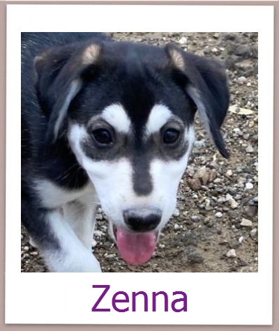Kai2 Tierschutz Zypern Hund prof