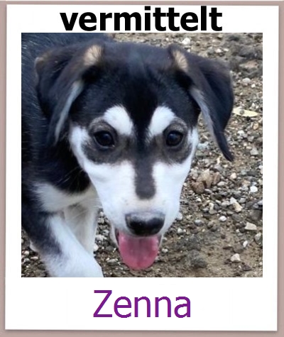 Zenna Tierschutz Zypern Hund prof