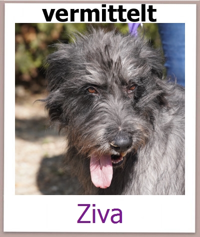 Ziva Tierschutz Zypern Hund prof