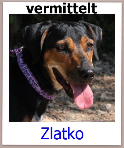 Zlatko Tierschutz Zypern Hund prof