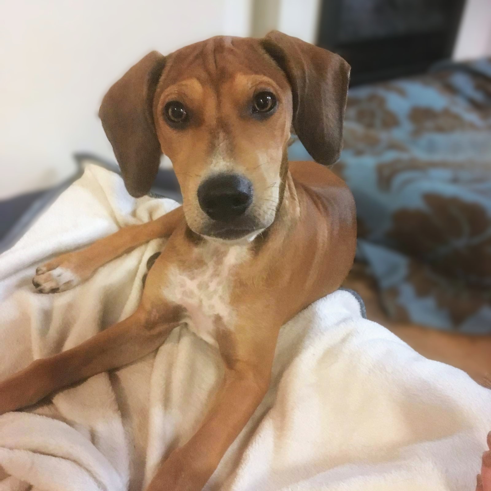 Indi BilderPS 01