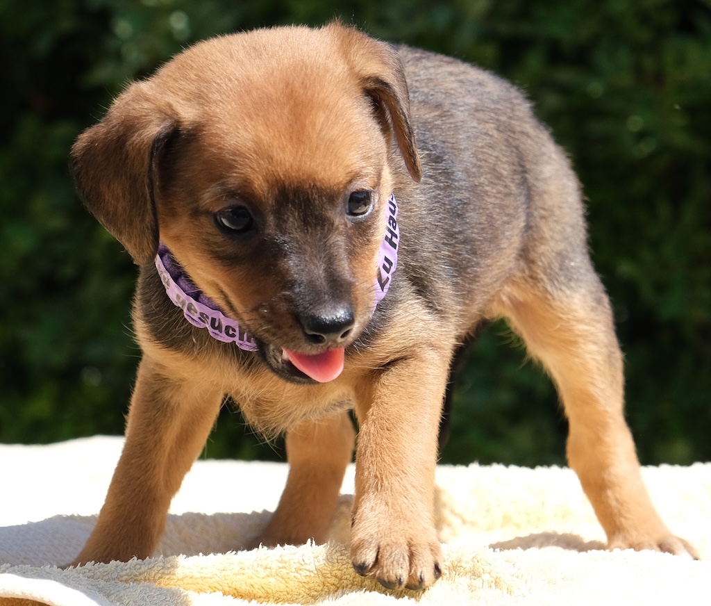 Meka Tierschutz Zypern Hund prof