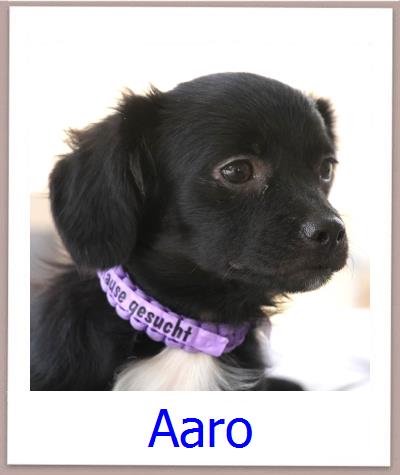 Aaro Tierschutz Zypern Hund prof
