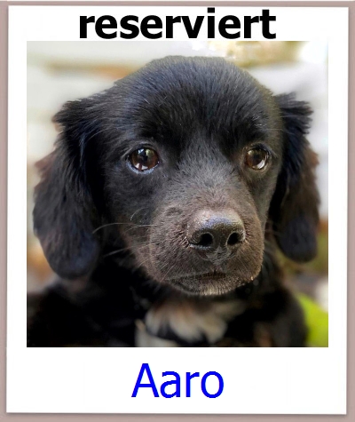 Aaro