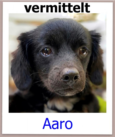 Aaro