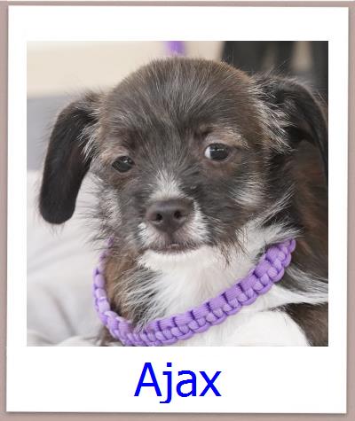 Ajax Tierschutz Zypern Hund prof