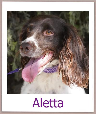 Aletta Tierschutz Zypern Hund prof