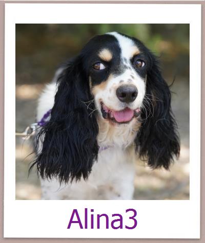 Alina3 Tierschutz Zypern Hund prof