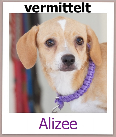 Alizee Tierschutz Zypern Hund prof