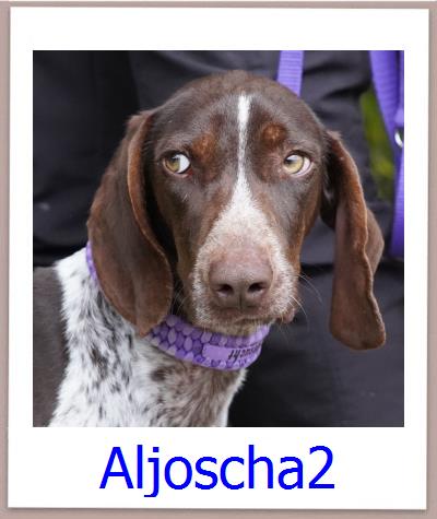 Aljoscha2 Tierschutz Zypern Hund prof