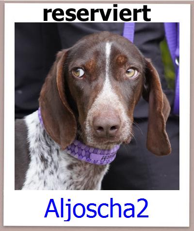 Aljoscha2 Tierschutz Zypern Hund prof