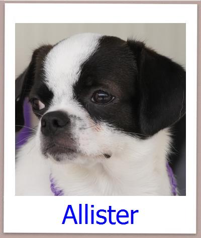 Allister Tierschutz Zypern Hund prof