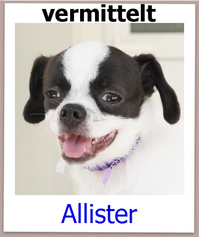 Allister Tierschutz Zypern Hund prof
