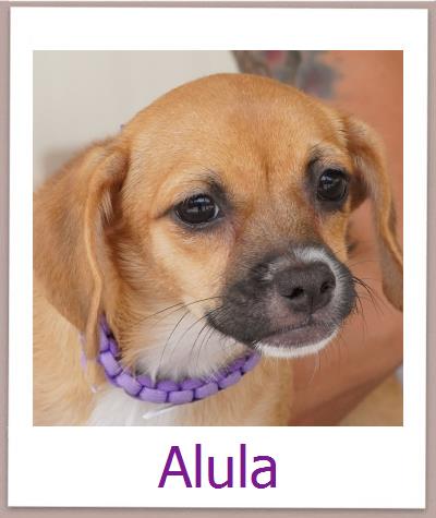 Alula Tierschutz Zypern Hund prof