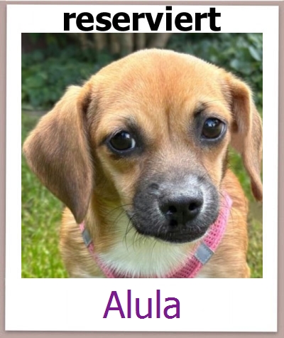 Alula