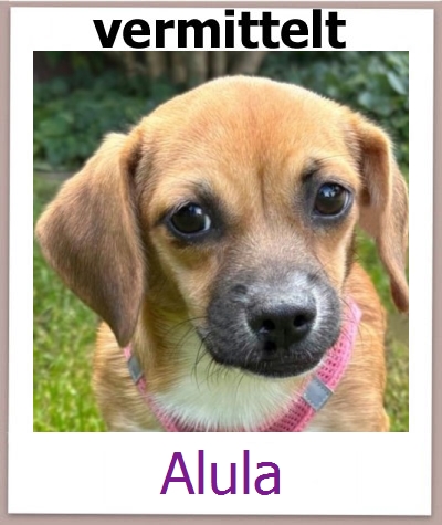 Alula