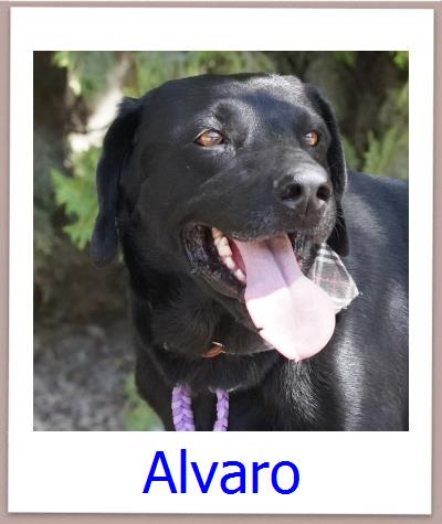 Alvaro Tierschutz Zypern Hund prof