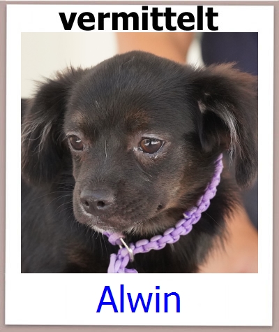 Alwin Tierschutz Zypern Hund prof
