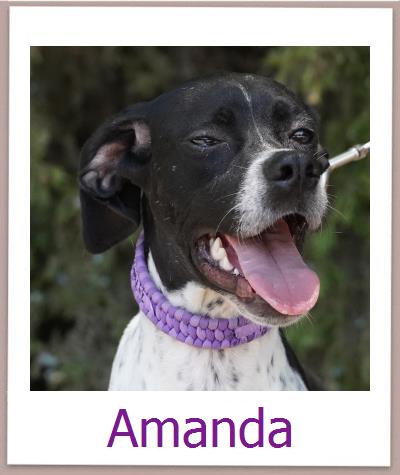 Amanda Tierschutz Zypern Hund prof