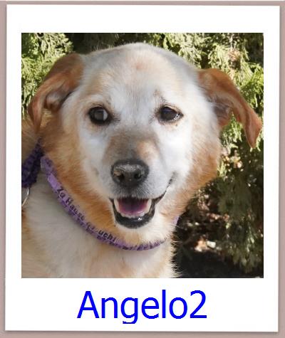 Angelo2 Tierschutz Zypern Hund prof