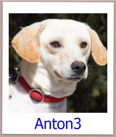 Anton3 Tierschutz Zypern Hund prof