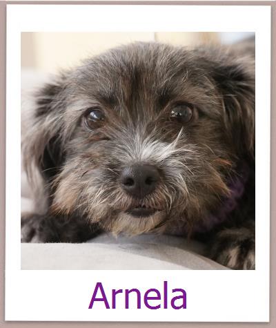 Arnela Tierschutz Zypern Hund prof