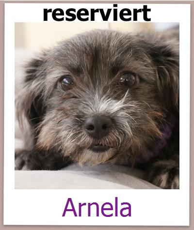 Arnela Tierschutz Zypern Hund prof