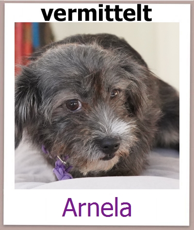 Arnela Tierschutz Zypern Hund prof