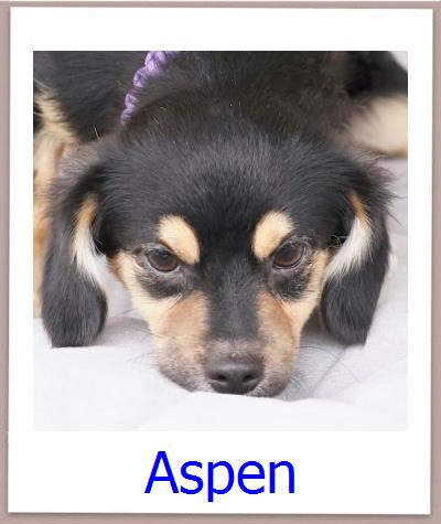 Aspen Tierschutz Zypern Hund prof