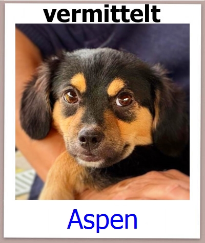 Aspen