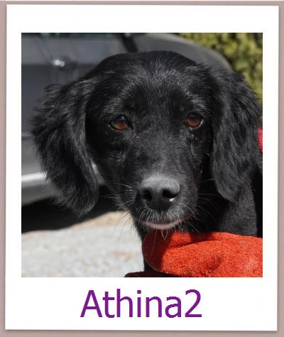 Athina2 Tierschutz Zypern Hund prof