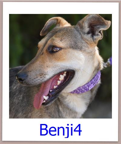 Benji4 Tierschutz Zypern Hund prof