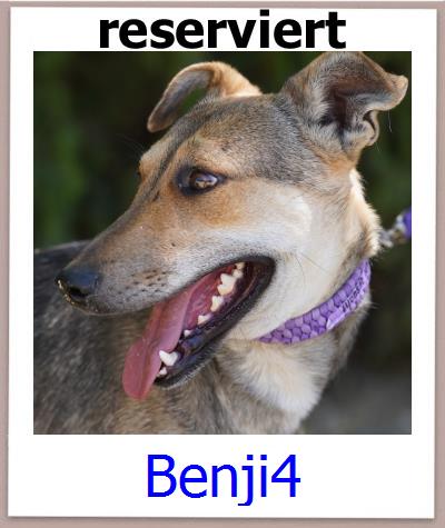 Benji4 Tierschutz Zypern Hund prof